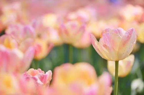 �w�b�_�[�摜